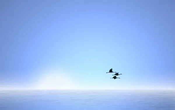  عکس پرواز پرنده در غروب