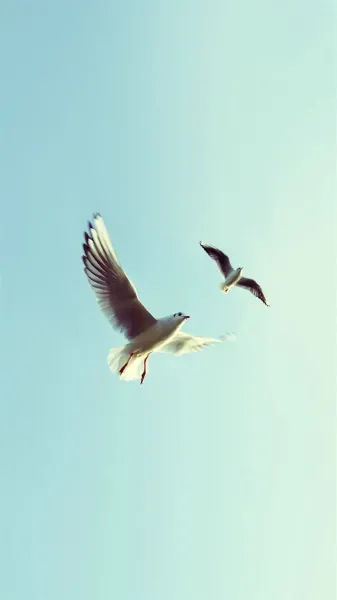  عکس پرواز پرنده در غروب