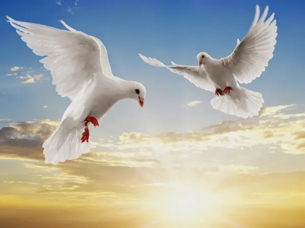 عکس پرواز پرنده در غروب