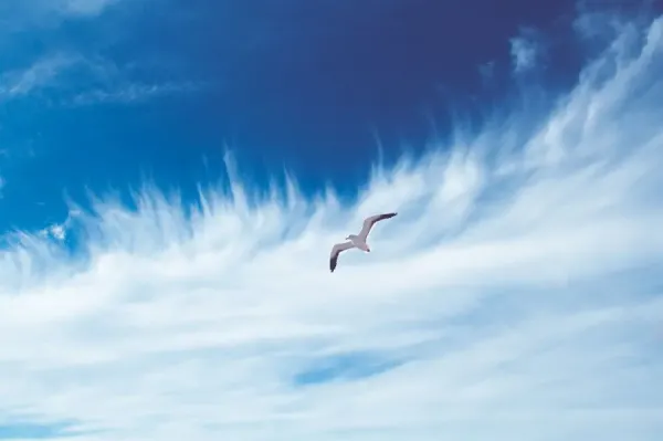  عکس پرواز پرنده در غروب
