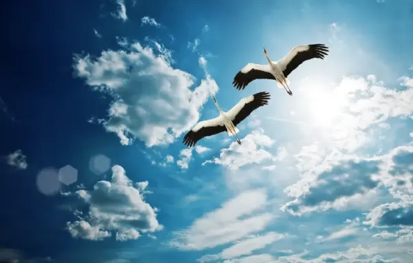  عکس پرواز پرنده در غروب