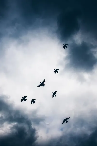  عکس پرواز پرنده در غروب