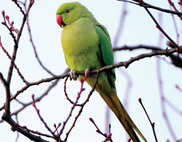 عکس طوطی