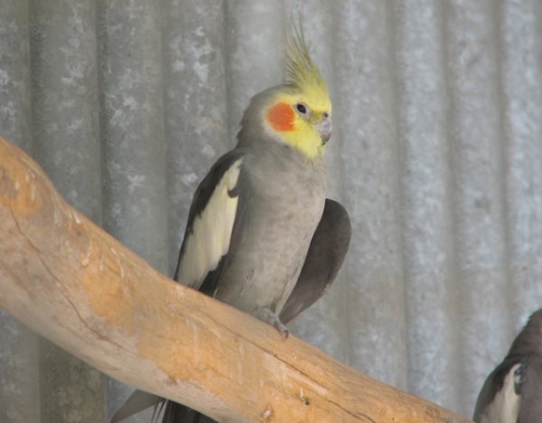  عکس طوطی