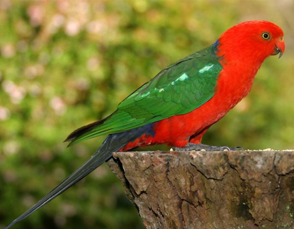  عکس طوطی