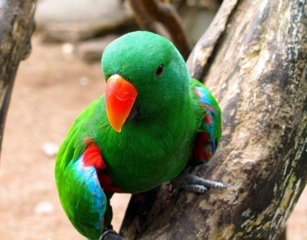  عکس طوطی