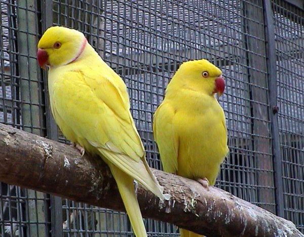  عکس طوطی