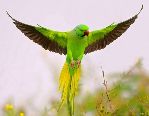  عکس طوطی