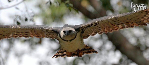  عکس عقاب واقعی بزرگ