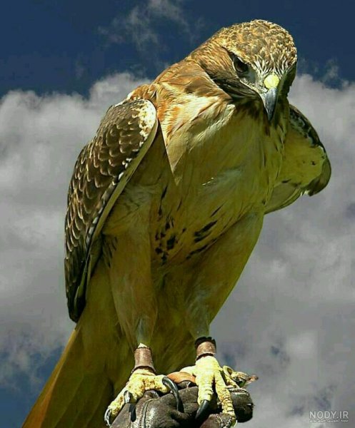  عکس عقاب طلایی خفن