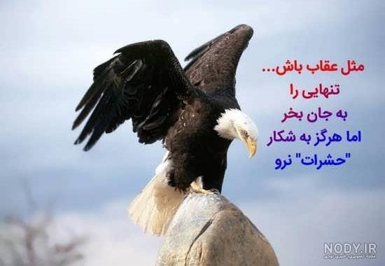  عکس عقاب طلایی خفن