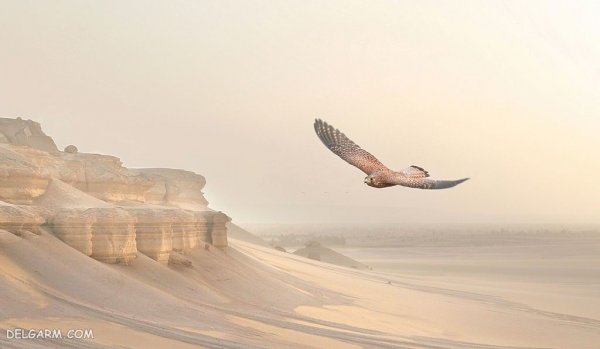  عکس بزرگترین عقاب دنیا