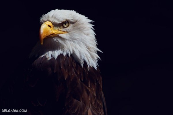 عکس عقاب برای پروفایل واتساپ