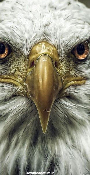 عکس عقاب ترسناک برای پروفایل