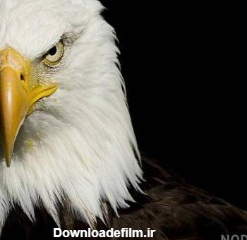 عکس عقاب ترسناک برای پروفایل