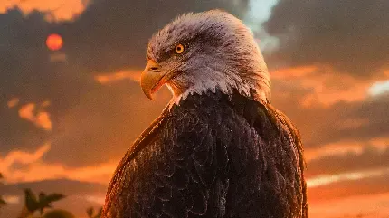  عکس عقاب زیبا
