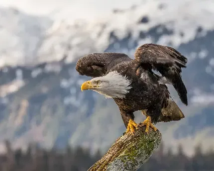  عکس عقاب زیبا
