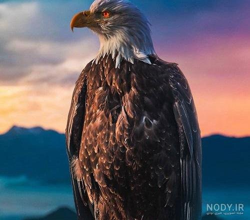  عکس عقاب طلایی برای پروفایل