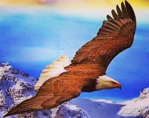  عکس عقاب طلایی برای پروفایل