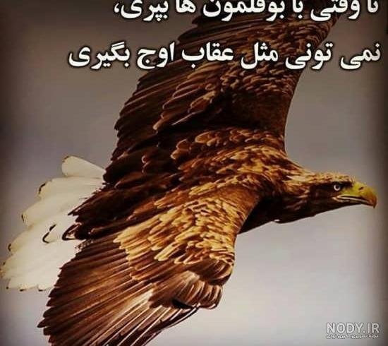  عکس عقاب طلایی برای پروفایل
