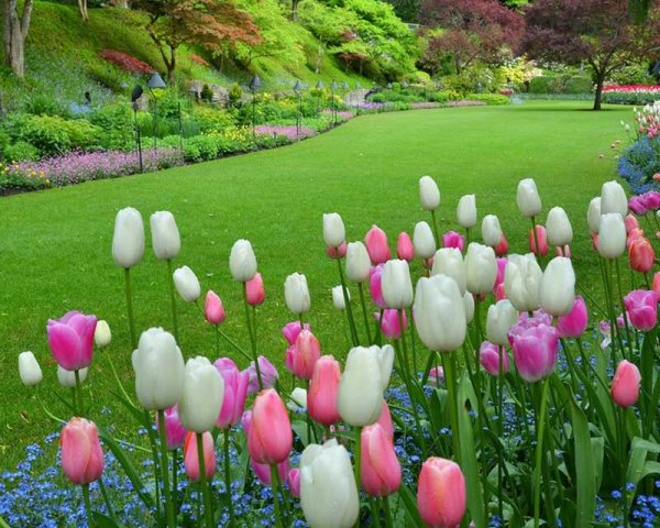  عکس دیدنی از مزرعه گل