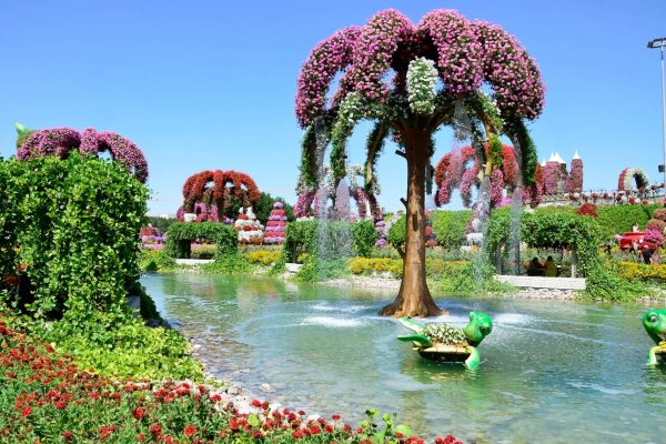  عکس دیدنی از مزرعه گل
