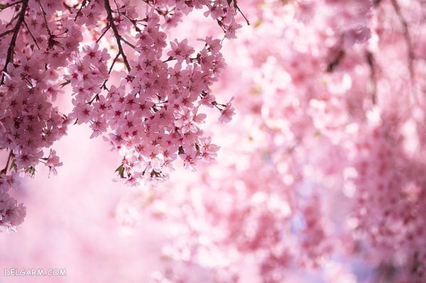  عکس طبیعت با شکوفه های بهاری