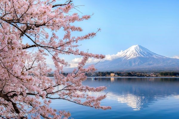  عکس طبیعت با شکوفه های بهاری