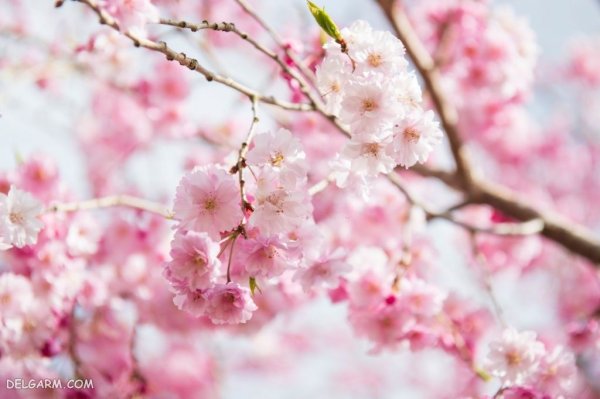  عکس طبیعت با شکوفه های بهاری