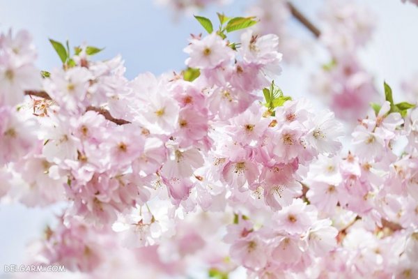  عکس طبیعت با شکوفه های بهاری