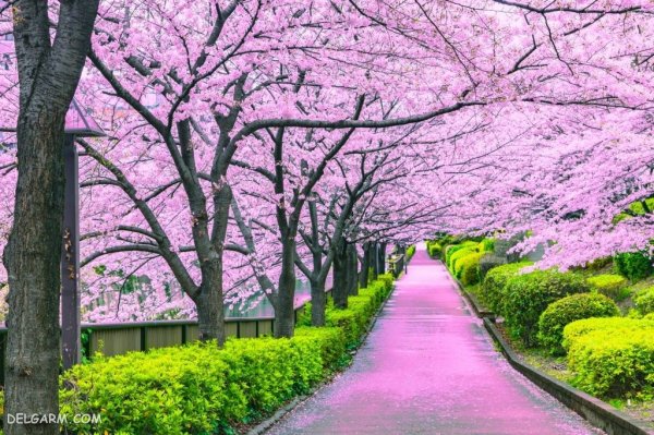  عکس طبیعت با شکوفه های بهاری
