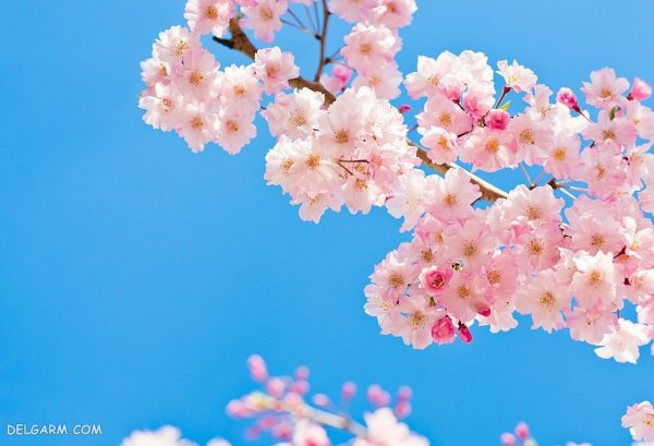  عکس طبیعت با شکوفه های بهاری
