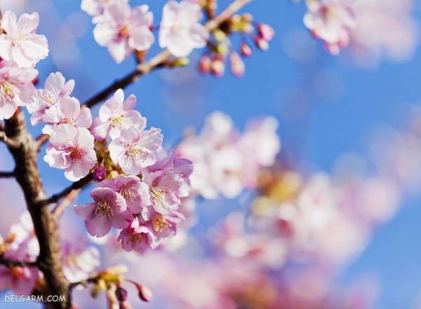  عکس طبیعت با شکوفه های بهاری