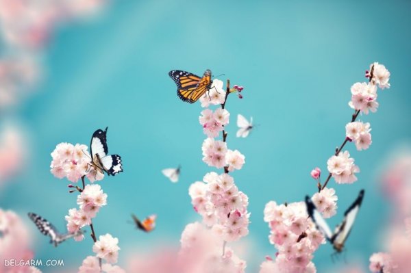  عکس طبیعت با شکوفه های بهاری
