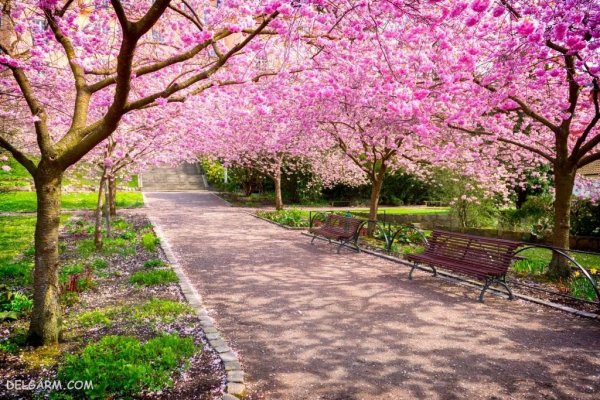  عکس طبیعت با شکوفه های بهاری