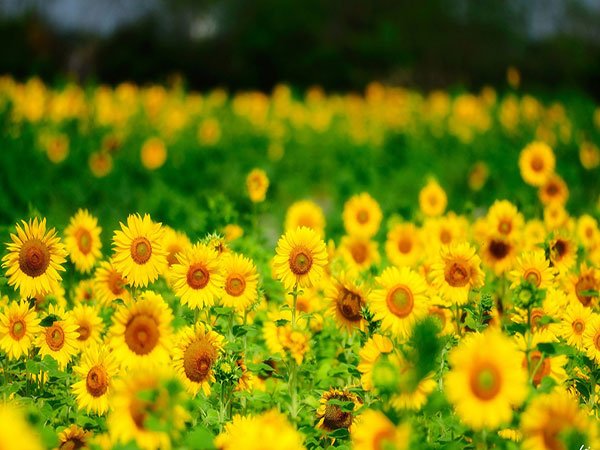  تصویر طبیعت بکر و زیبا