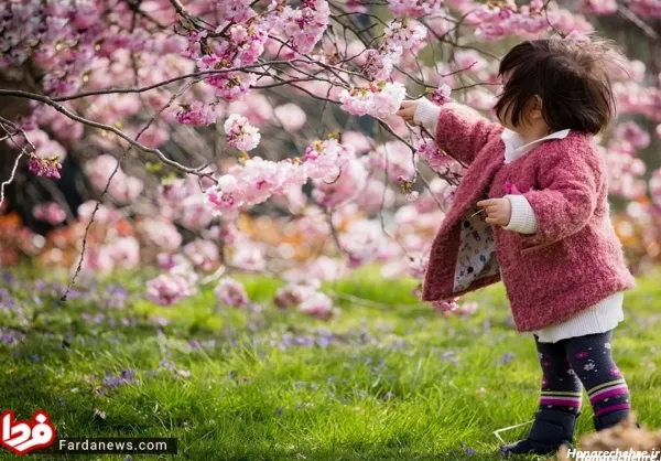 عکس باغ گل زیبا
