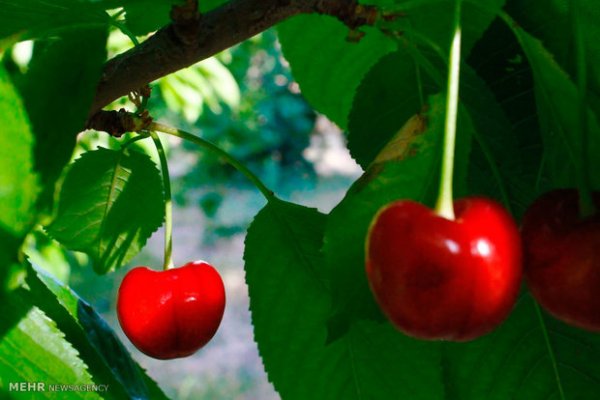  عکس باغ میوه زیبا