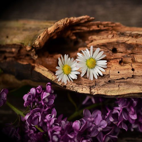  عکس باغ گل برای پروفایل