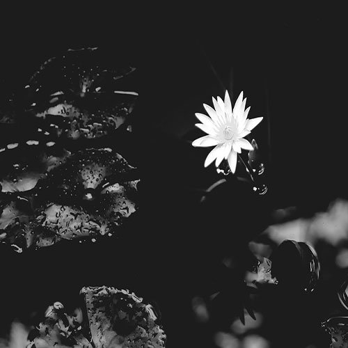  عکس باغ گل برای پروفایل
