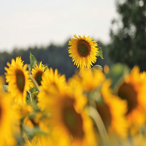  عکس باغ گل برای پروفایل