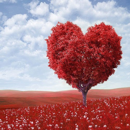  عکس باغ گل برای پروفایل