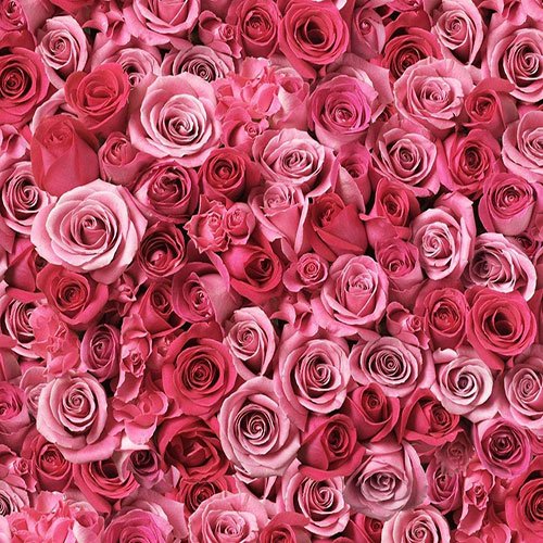  عکس باغ گل برای پروفایل