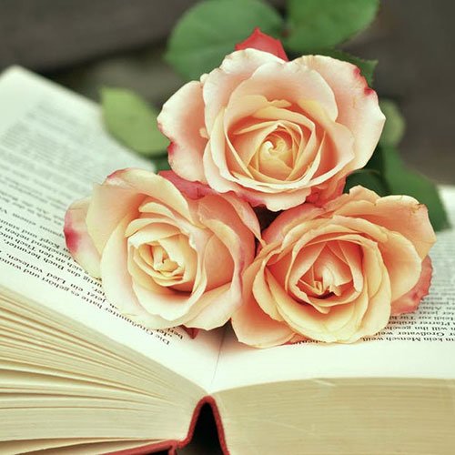  عکس باغ گل برای پروفایل