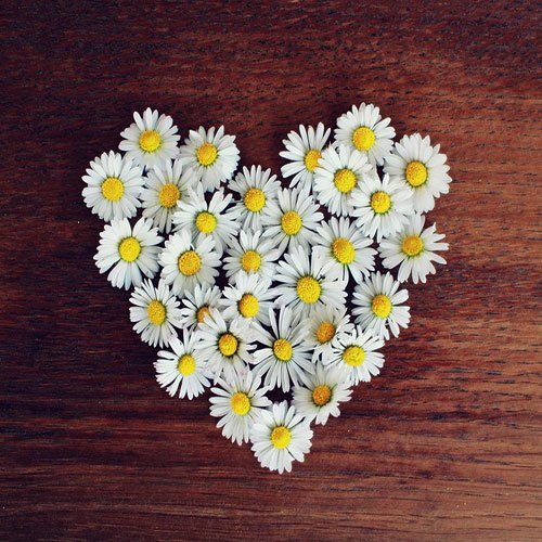  عکس باغ گل برای پروفایل