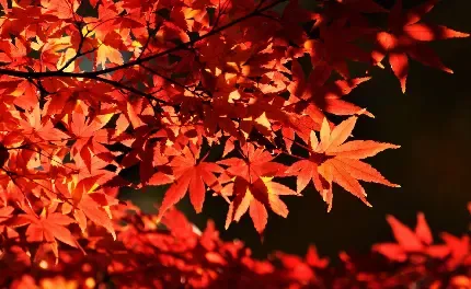 عکس طبیعت پاییز فصل نارنجی