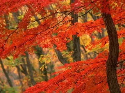  عکس طبیعت پاییز فصل نارنجی
