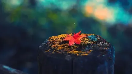  عکس طبیعت پاییز فصل نارنجی