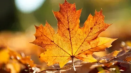  عکس طبیعت پاییز فصل نارنجی