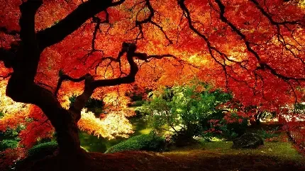  عکس طبیعت پاییز فصل نارنجی